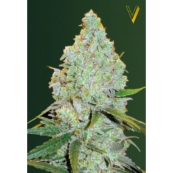 Auto Amnesia Haze - Victory Seeds