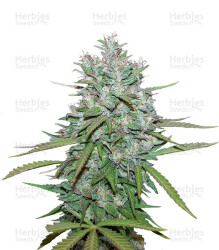 Northern Lights #5 X Haze (Sensi Seeds) Cannabis-Samen