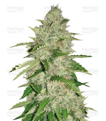 Nefertiti (Pyramid Seeds) Cannabis-Samen