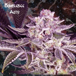 Auto Bumblebee - Nemeseeds