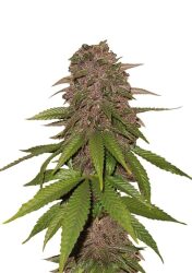 Fast Buds – C4 Automatic