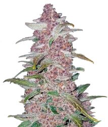 Fast Buds – Blackberry