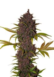 Fast Buds – LSD-25