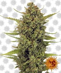 Barney’s Farm Acapulco Gold