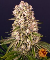 Barney’s Farm Tropicanna Banana