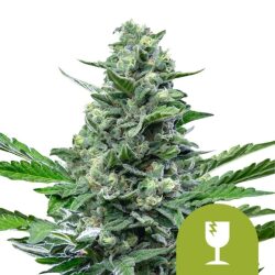 Royal Queen Seeds Royal Critical Auto autoflowering cannabis seeds