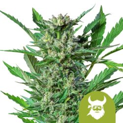 Royal Queen Seeds Royal Dwarf autoflowering cannabis seeds