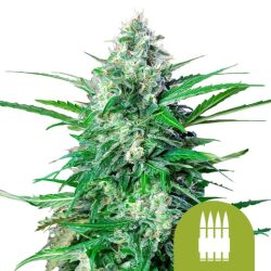 Royal Queen Seeds Royal AK Auto autoflowering cannabis seeds