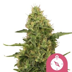 Royal Queen Seeds Northern Light feminized cannabis seeds