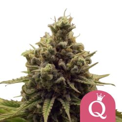 Royal Queen Seeds Purple Queen feminized cannabis seeds