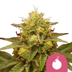 Royal Queen Seeds Royal Domina feminized cannabis seeds