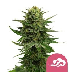 Royal Queen Seeds Blue Mystic feminized cannabis seeds