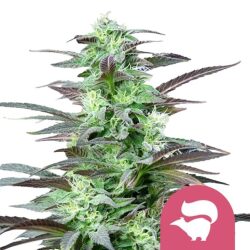 Royal Queen Seeds Skunk XL feminized cannabis seeds