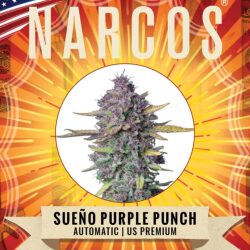 Narcos Sueño Purple Punch Autoflowering