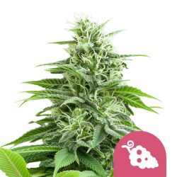 Royal Queen Seeds Fruit Spirit feminized cannabis seeds