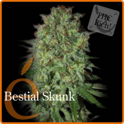 Bestial Skunk - élite Seeds