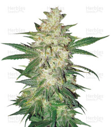 Sweet Coffee Ryder Auto (World of Seeds) Cannabis-Samen