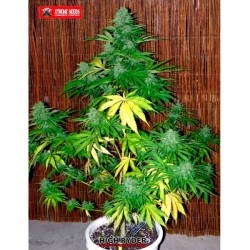 Auto Super Big High Ryder - Xtreme Seeds