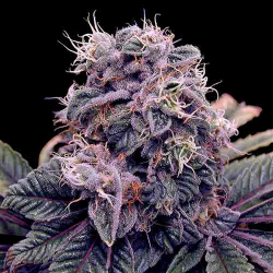 Blue Berry - Spliff Seeds