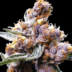 Blue Berry regulär - Spliff Seeds