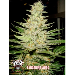 Auto Tangerine - Xtreme Seeds