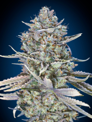 Blue Dream Fast Version - 00 Seeds