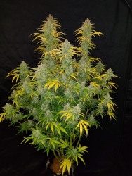 Blue Dream Matic Auto - FastBuds Seeds