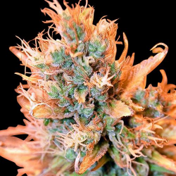 Blue Medi Kush - Spliff Seeds