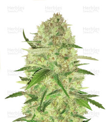 Sugar Candy feminisierte Samen (Delicious Seeds)