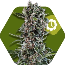 Blueberry Cheese Auto - Zambeza Seeds