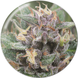 Bluehell Auto - Medical Seeds