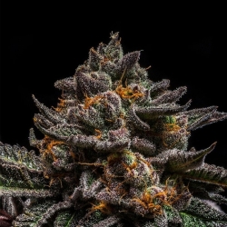 Braincake - Ripper Seeds