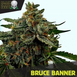 Bruce Banner - Blackskull Seeds