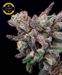 Banana Cream Jealousy - Atlas Seeds