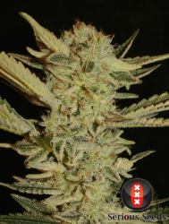 Bubble Gum regulär - Serious Seeds