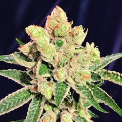 Banana Sherbet - The Kush Brothers Seeds