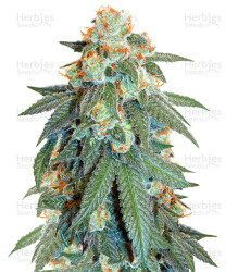 Auto Orange Bud feminisierte Samen (Dutch Passion)