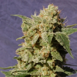 BCN Sour Diesel - Kannabia Seeds