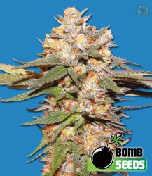 Big Bomb Auto - Bomb Seeds