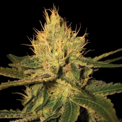 Cannalope Haze - DNA Genetics