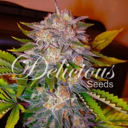 Caramelo - Delicious Seeds