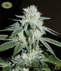 Biker Kush reg. - Karma Genetics