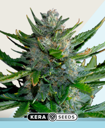 CBD Harlequin - Kera Seeds