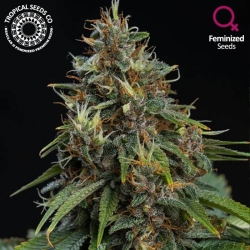 Bisho Purple - Tropical Seeds Company