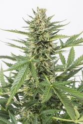 Cheese XXL Auto - Dinafem Seeds