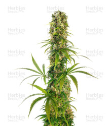 Michka (Sensi Seeds) Cannabis-Samen