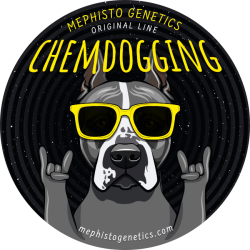 Chemdogging Auto - Mephisto Genetics