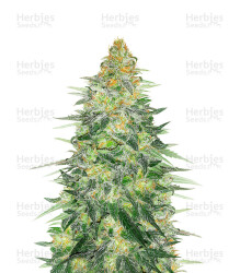 Critical Sensi Star Early Version (Delicious Seeds) Cannabis-Samen