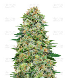 White Widow CBD (00 Seeds) Cannabis-Samen