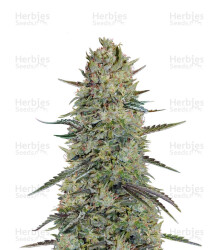 Hindu Cream (Big Buddha Seeds) Cannabis-Samen